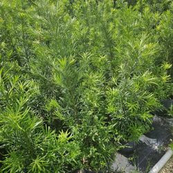 podocarpus $ 8.50 Instant Privacy Hedge For Fence Green 