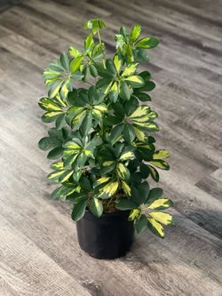 Dwarf umbrella plant