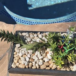 Succulents Like Snake