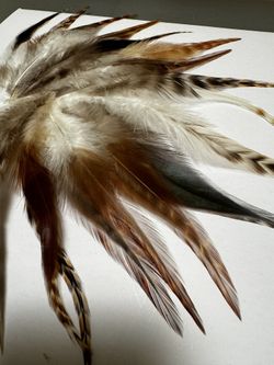 Pack of feathers