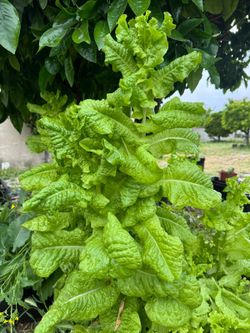 Organic Lettuce Seeds From My Garden