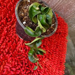 Hoya Hindu Rope 