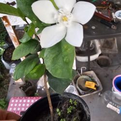 Arctic Snow Jasmine Flower Plant, Rooted