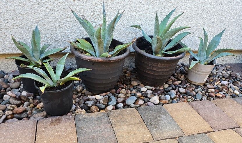 Agave Americana Pups