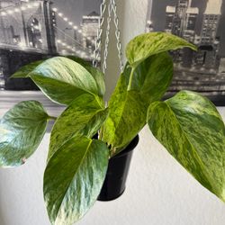Marble Queen Pothos in hanging pot