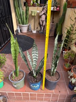 Snake Plants (Sansevieria) - Set of 3