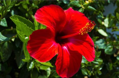 Hibiscus Plants