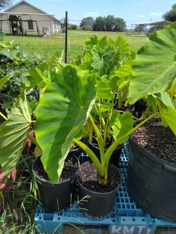Mammoth Elephant Ears