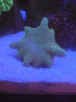 Aquarium Decoration Devils Hand