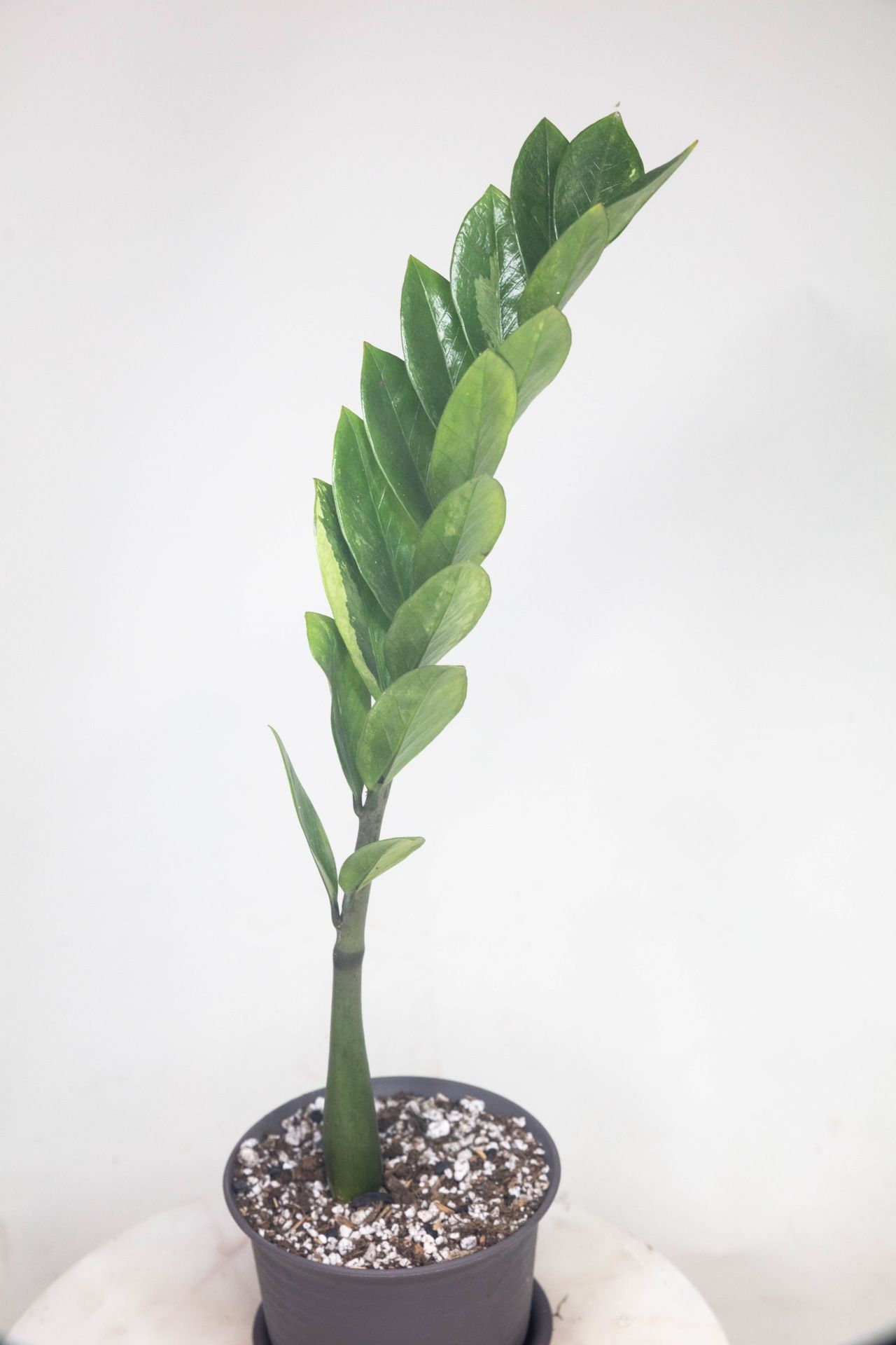 Mint Variegated zz plant 6” pot