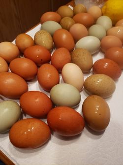 Local Farm eggs 3 dozen for $15