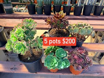 Aeonium set $200