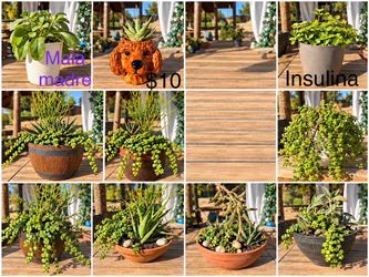 Assorted Succulents and Plants in Pots