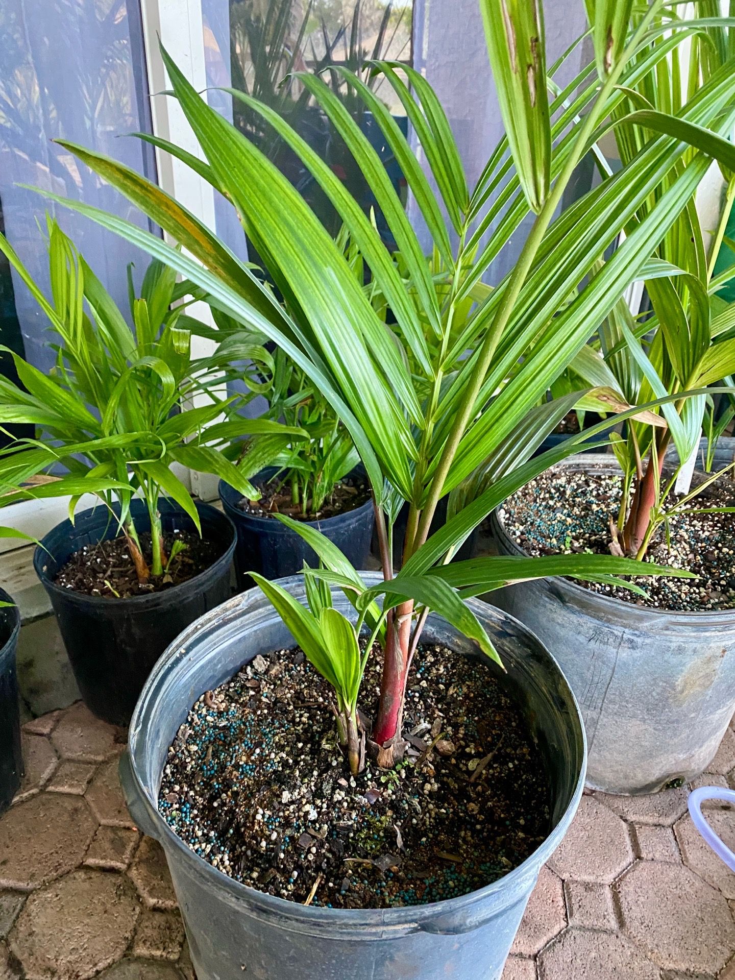 Lipstick Palm, Red sealing wax palm, Cyrtostachys renda, (7 gallon)