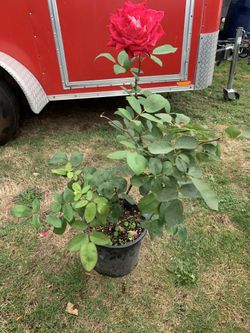 Outdoor rose