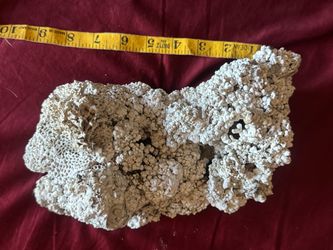Large Natural Dried Coral Specimen