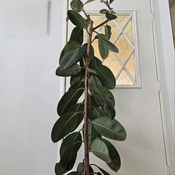 Rubber Plant 6ft