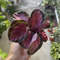 4” Calathea Roseopicta