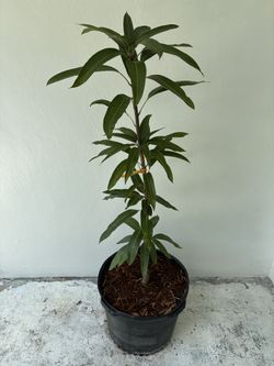 Grafted Maha Chanook Mango Tree
