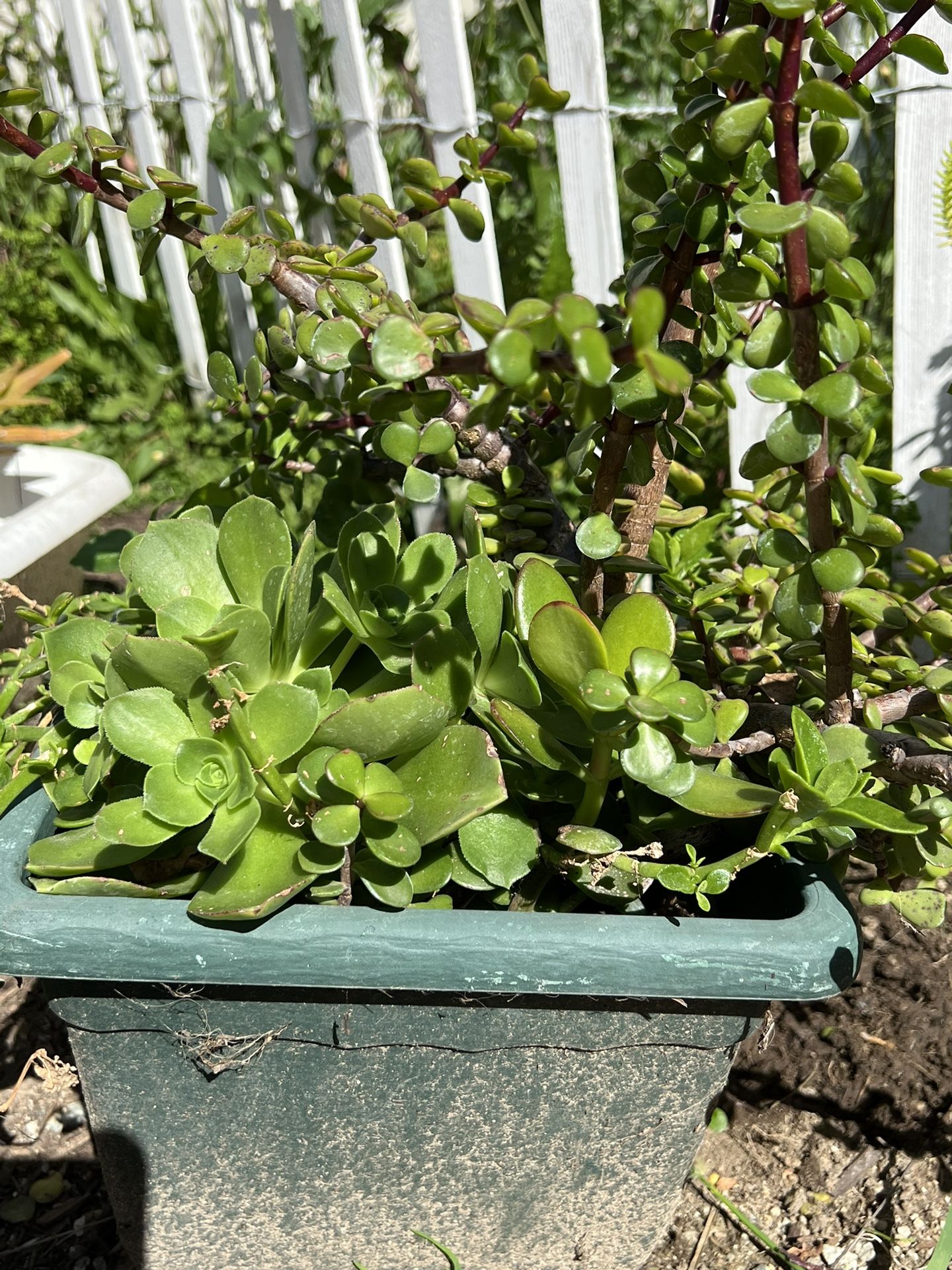 Succulent Plants In 10 “ Square Pot 