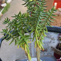 Stonecrope Succulents 