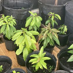 Avocado Plants.  $30
