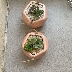 Cute Succulent Arrangements For Mother’s Day