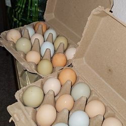 Fresh Eggs