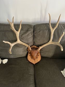 Deer Antler Mount on Wooden Plaque