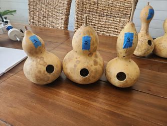 Birdhouse gourds