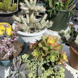 Succulent Sale