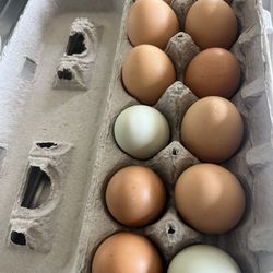 Fresh Eggs