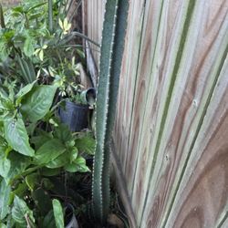 Cereus Florida Cactus.