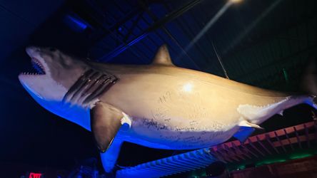 Giant Shark Model