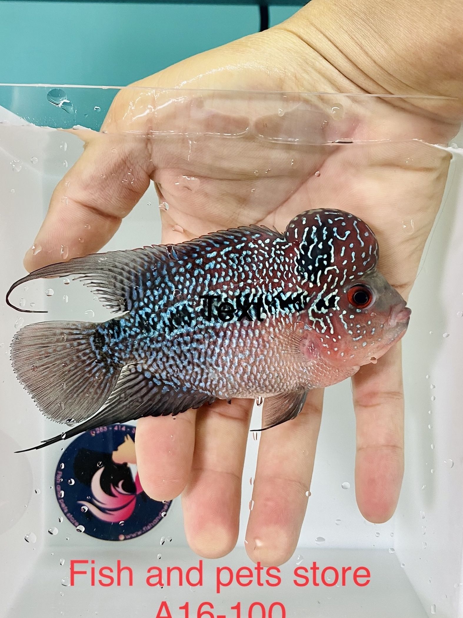 Red Pearl FlowerHorn