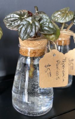 ✨ Cuttings | Peperomia Abricos ✨ 