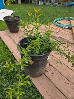 Pomegranate tree