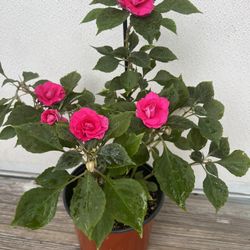 Chinitas = Belenes De Flor Rellenas 