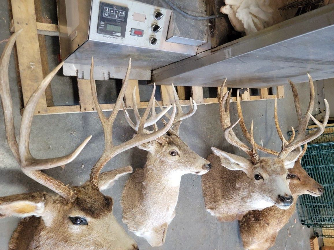 Deer Heads