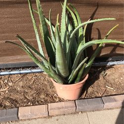 Aloe Vera