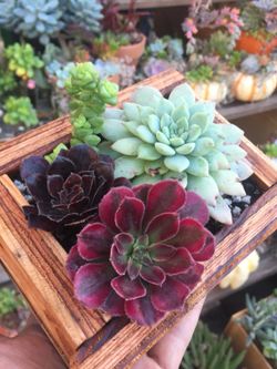 Succulents arrangement
