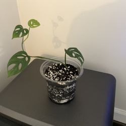 Monstera Adansonii 