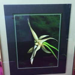 Framed Photo Print - Angel Orchid - Artist R. Lettiere 