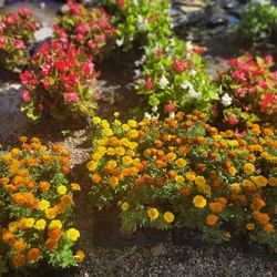 Annuals Plants 