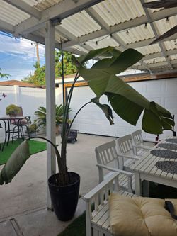 Large Bird of paradise