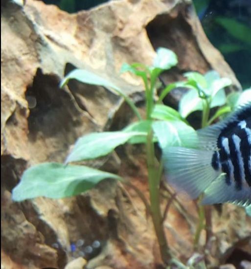 Aquarium Fish Tank & Decor Polar Blue