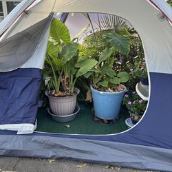 Coleman tent