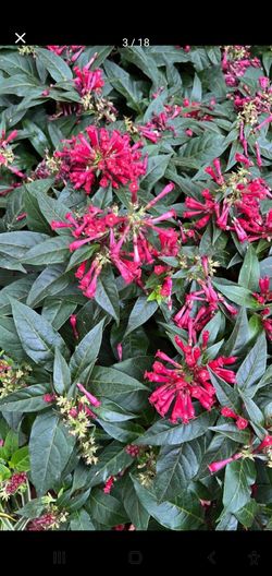 #14 Red Four O'Clock flower plant,  Maravilla roja 5gal