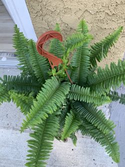 Fern.  Juster.  Indoor Plants 
