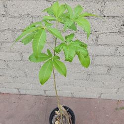 White Sapote Fruit Tree